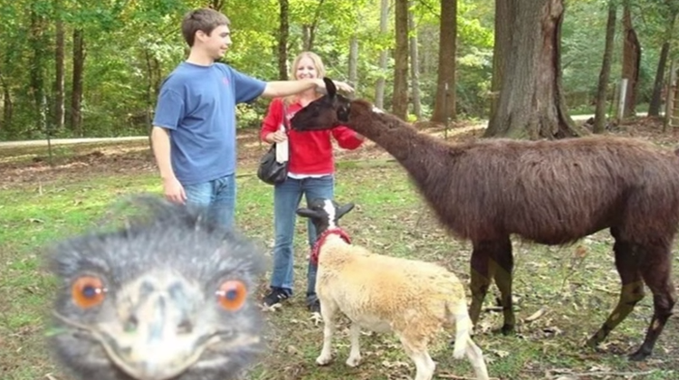 100 of the Funniest Photobombs Ever!!