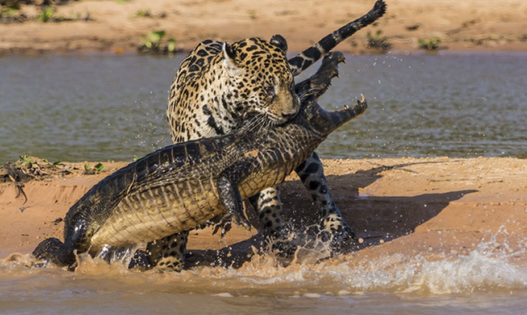 Amazing Video of a Jaguar that attacks a Crocodile
