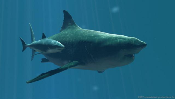 10 Amazing Facts about Megalodons