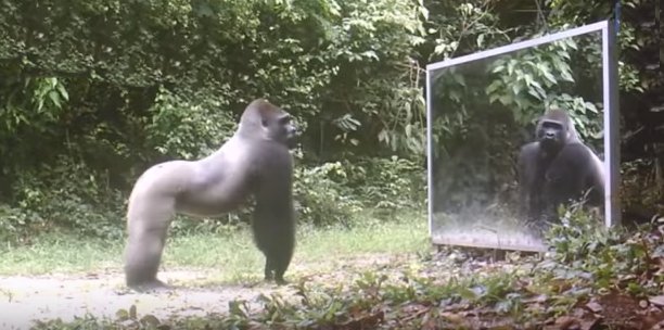 Animals Encounter a Mirror for the first time & their Hilarious Reactions