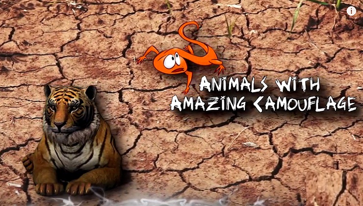 Animals With Amazing Camouflage