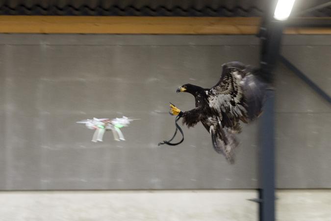 Dutch Police Training Eagles to Take Down Drones