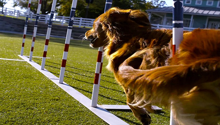 The World’s Most Amazing Dogs in Super Slow Motion!