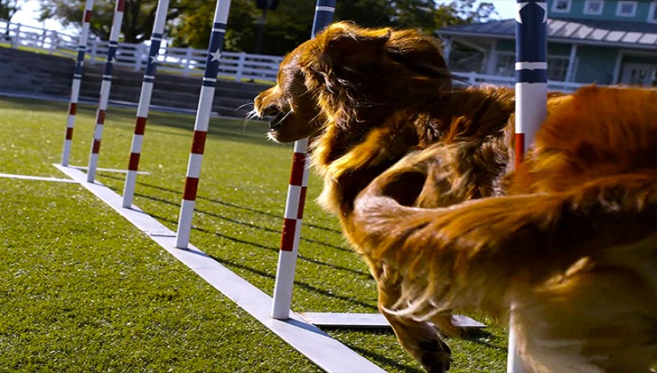 The World’s Most Amazing Dogs in Super Slow Motion!