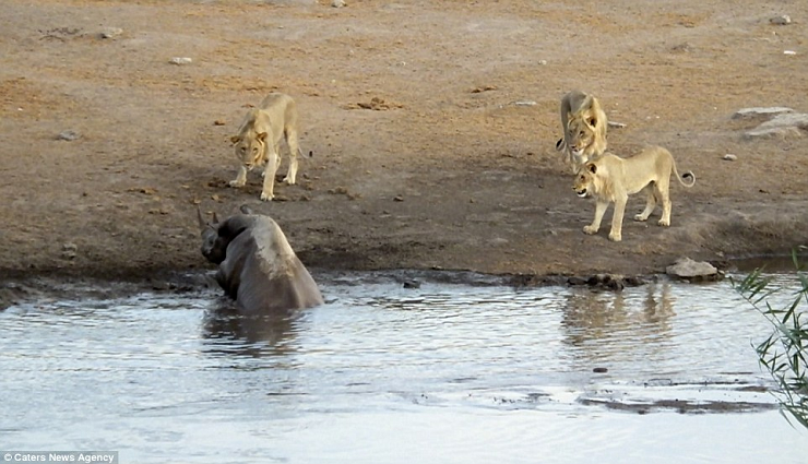 3 Lions Attack Black Rhino that’s Stuck in Mud