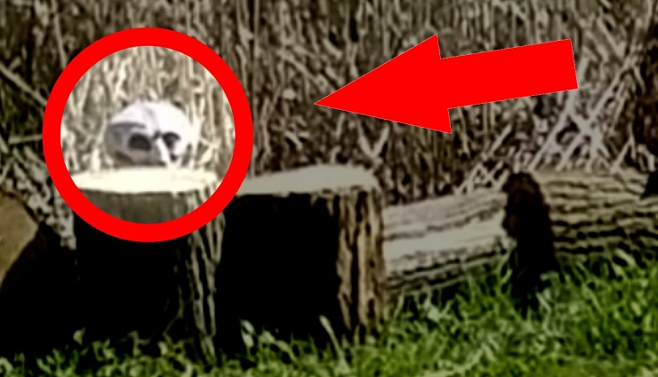 7 Alien Creatures Caught on Camera