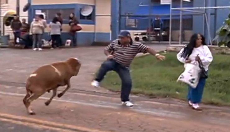 Hilarious!! Crazy Ass Goat Terrorizes People in the Streets!