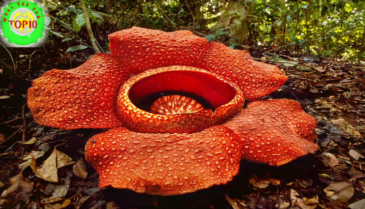 Top 10 Strangest Plants on Earth