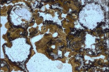 Oldest Evidence of Life on Earth is found in 3.5 Billion-Year-old Australian Rocks