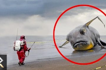 10 Mysterious Creatures discovered by Fisherman