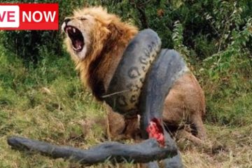 AMAZING Moments of Animal Fight Battle