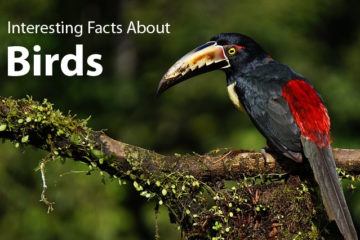 Amazing & Interesting Facts about Birds.
