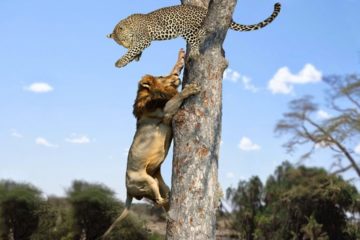 Lion vs Leopard – Most Amazing Moments of Wild Animal Fights