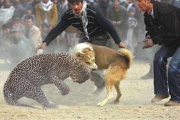 The 10 Extreme Crazy Animal Fights