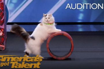 Singing Dogs! Cat Tricks!  – America’s Got Talent