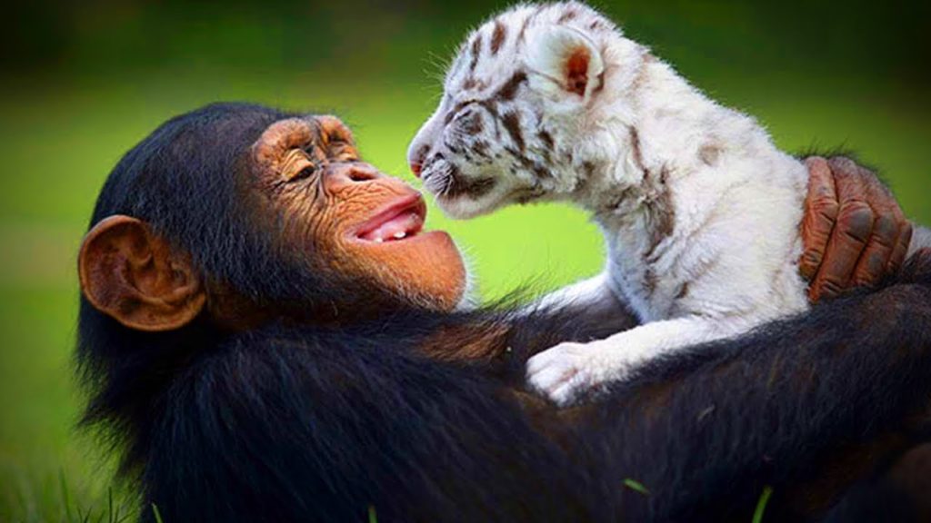 Unbelievable Animals Friends – Animal Friendship Videos