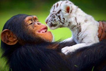 Unbelievable Animals Friends – Animal Friendship Videos