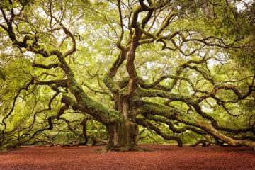 Most Amazing Trees in the World