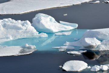 New Forests under the Arctic Ice keep growing Bigger