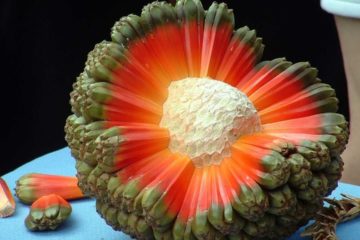 Crazy Fruits you’ve never heard Of!