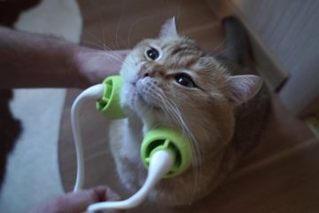 Funny and Cute Cats – Hardest Try not to Aww Challenge 2019
