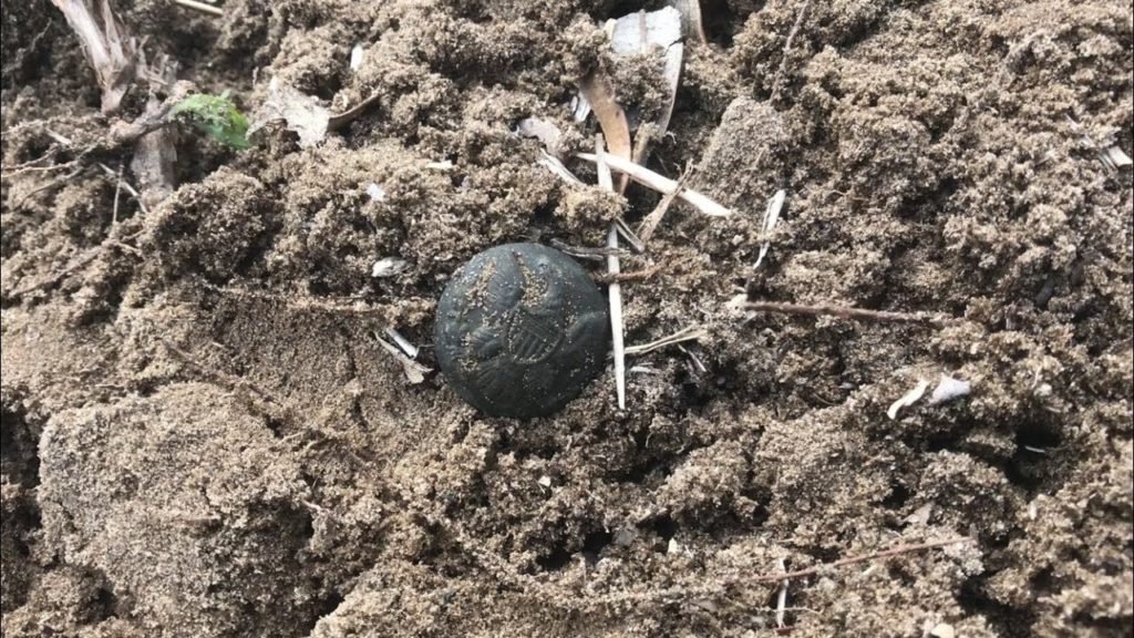 Incredible Metal Detector Finds