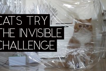 Cats Try the Invisible Challenge