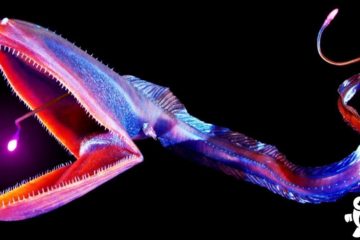 Weirdest Animals of The Deep Sea