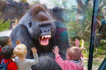 Funny Kids and Animals at the Zoo – Funny Kids Fails Vines