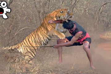 Tiger Vs Human with Sword – Who do you think Wins?