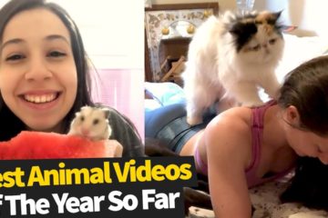 50 Best Animal Videos of the Year, so far (2019)