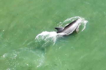 Dolphins ‘launch fish into orbit’ with unique hunting technique