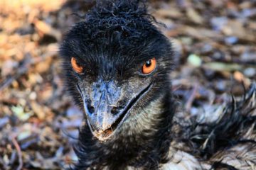 Most Dangerous Birds on Earth