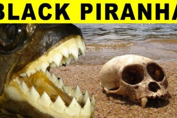 Biggest Piranha – Amazon River Monsters