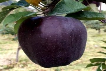 Mysterious Fruit found 10, 000 FT above Sea Level is making Farmers stir Crazy