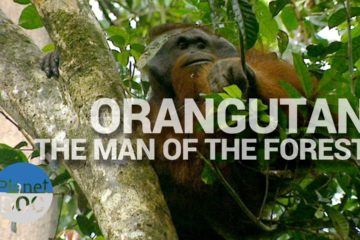 Amazing Earth: Orangutan, the Person of the Forest?