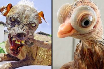 Horrifying Pets we’ve bred into Existence