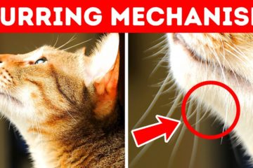 40 Awesome Cat Facts to understand them Better