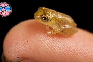 Top 10 Smallest Land Animals in the World